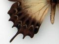 Papilio androgeus laodocus male aberrant verso detail (Internet Image property of respective owner, non-commercial use only)